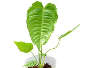 Anthurium veitchii (XS) Anthurium veitchii (XS)