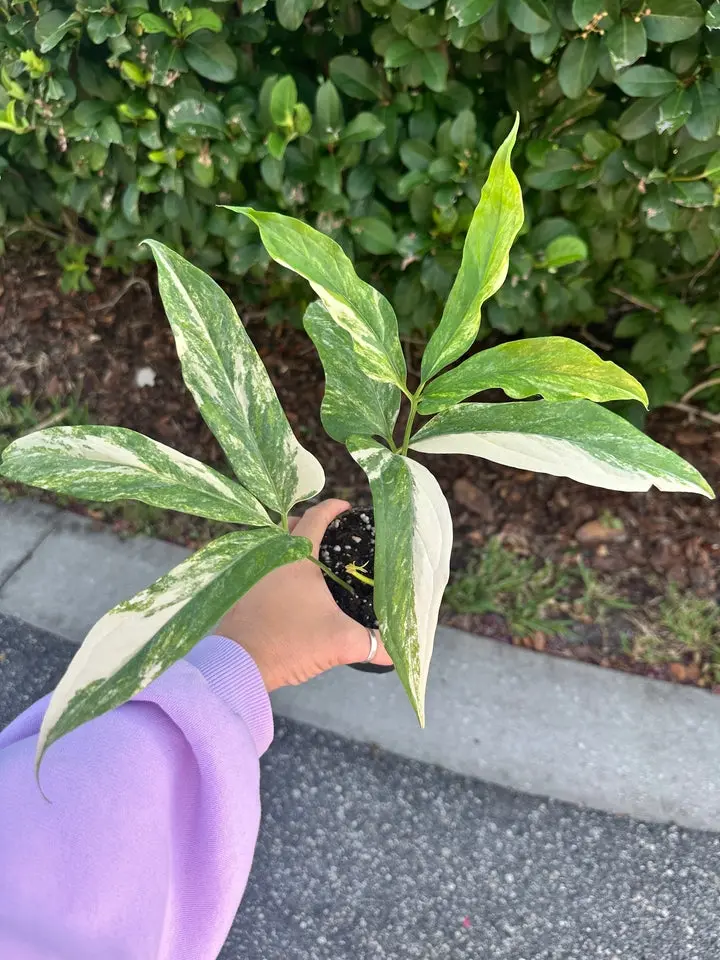 Anthurium clavigerum variegated - 4” pot