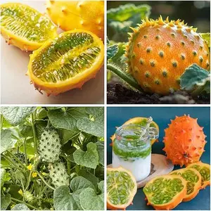 30+ Organic Jelly Melon Seeds for Planting - African Horned Cucumber with Refreshing Lime Flavor- Tropical Kiwano Melon Fruit Seed Exotic Vine for Warm Climate Gardens & Containers to Grow
