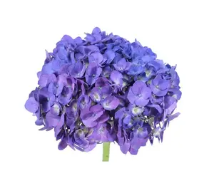 Hydrangea Purple Premium - 25 Stem Box