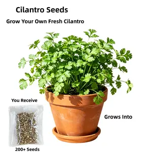 200+ Heirloom Non-GMO Cilantro Coriander Seeds - Fast-Growing, High Germination Herb Seeds for Indoor & Outdoor Kitchen Garden Planting