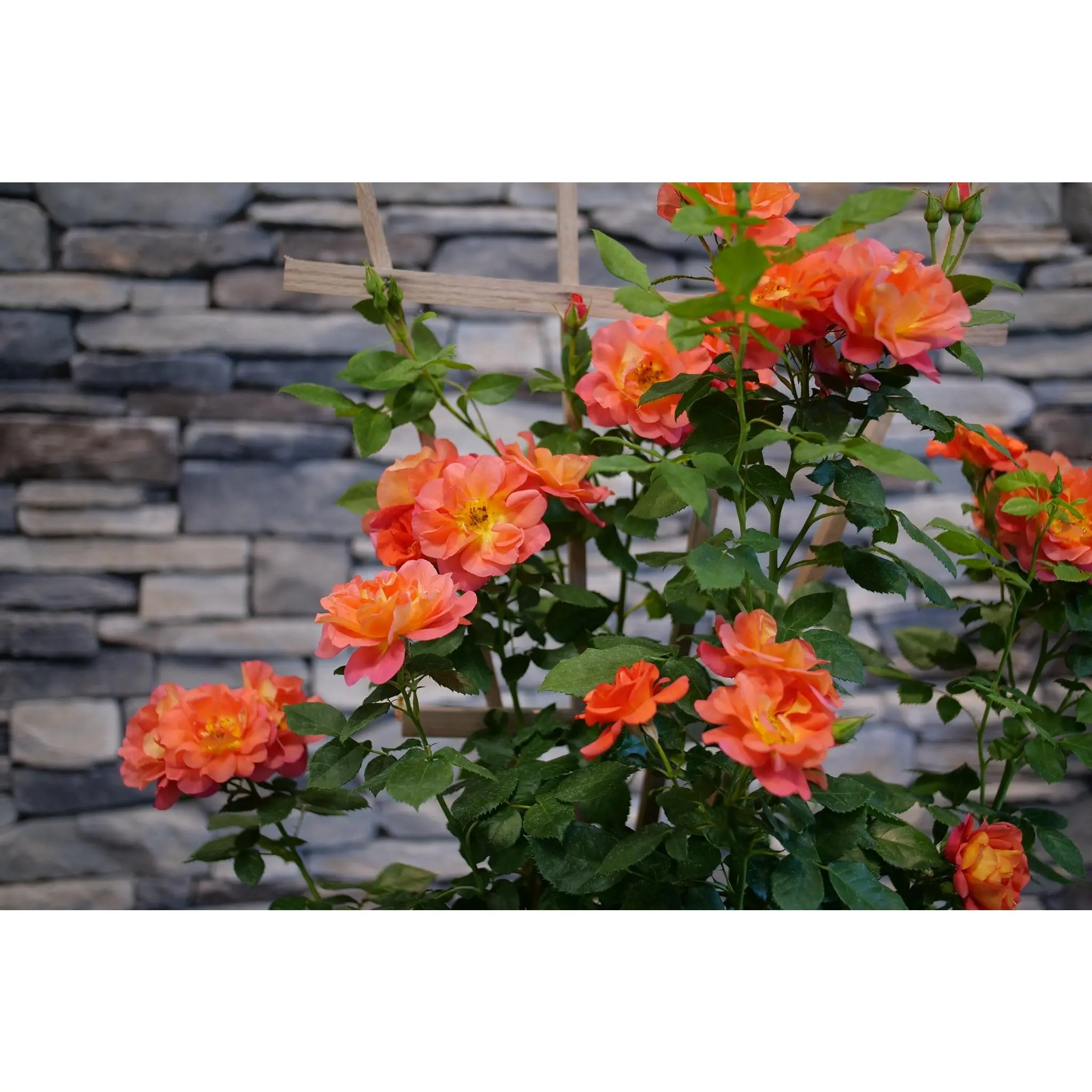 Rise Up® Emberays Climbing Rose
