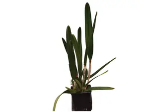 Cattleya purpurata uba tuba splash x uba tuba