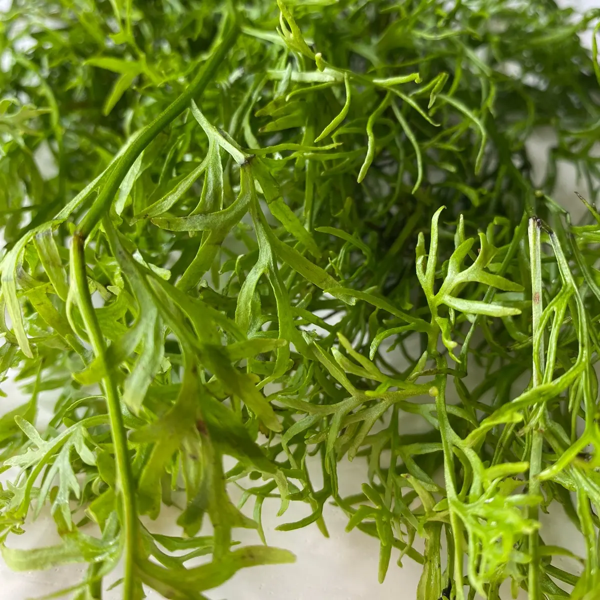 Watersprite-Easy Floating Aquatic Plant for Guppies, Shrimp, Bettas, and More! Watersprite-Easy Floating Aquatic Plant for Guppies, Shrimp, Bettas, and More!