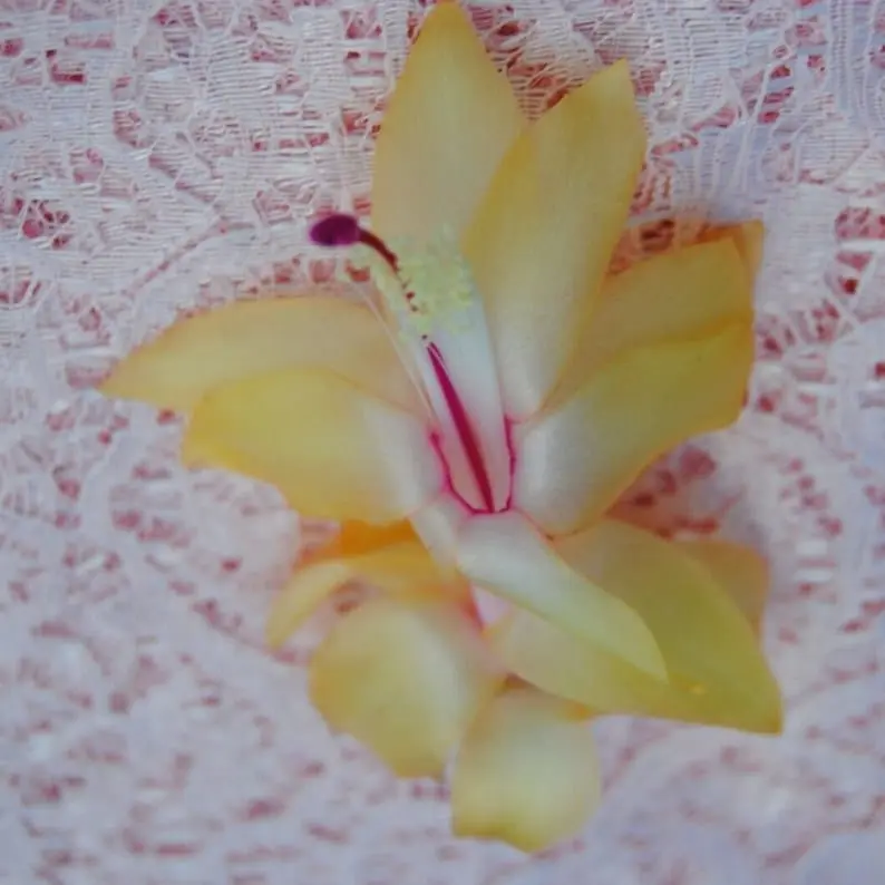 Yellow Christmas Cactus Plant/Thanksgiving Cactus Plant -Gold Fever - live STARTER Plant - Schlumbergera Truncata ship no pot