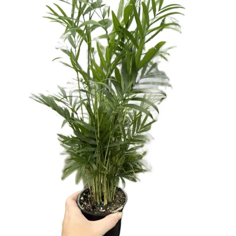 4” Neanthe Bella Palm, Parlor Palm
