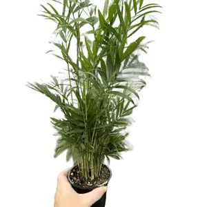 4” Neanthe Bella Palm, Parlor Palm