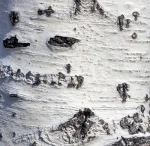 White Paper Birch Tree Seeds for Planting | 100+ Seeds | Highly Prized for Bonsai, Paper Birch Tree - 100+Seeds