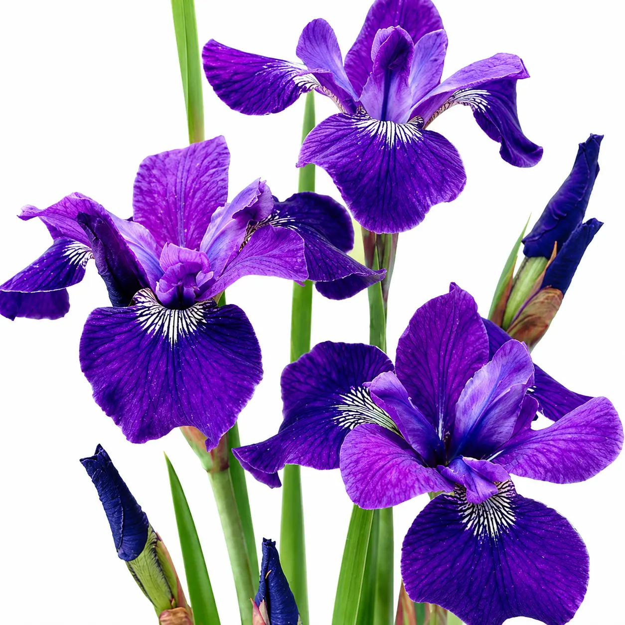 Caesar’s Brother Siberian Iris Rhizomes – Deep Blue-Violet Hardy Perennial Flowers for Planting