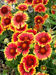 Indian Blanket Flower Seeds Indian Blanket Flower Seeds