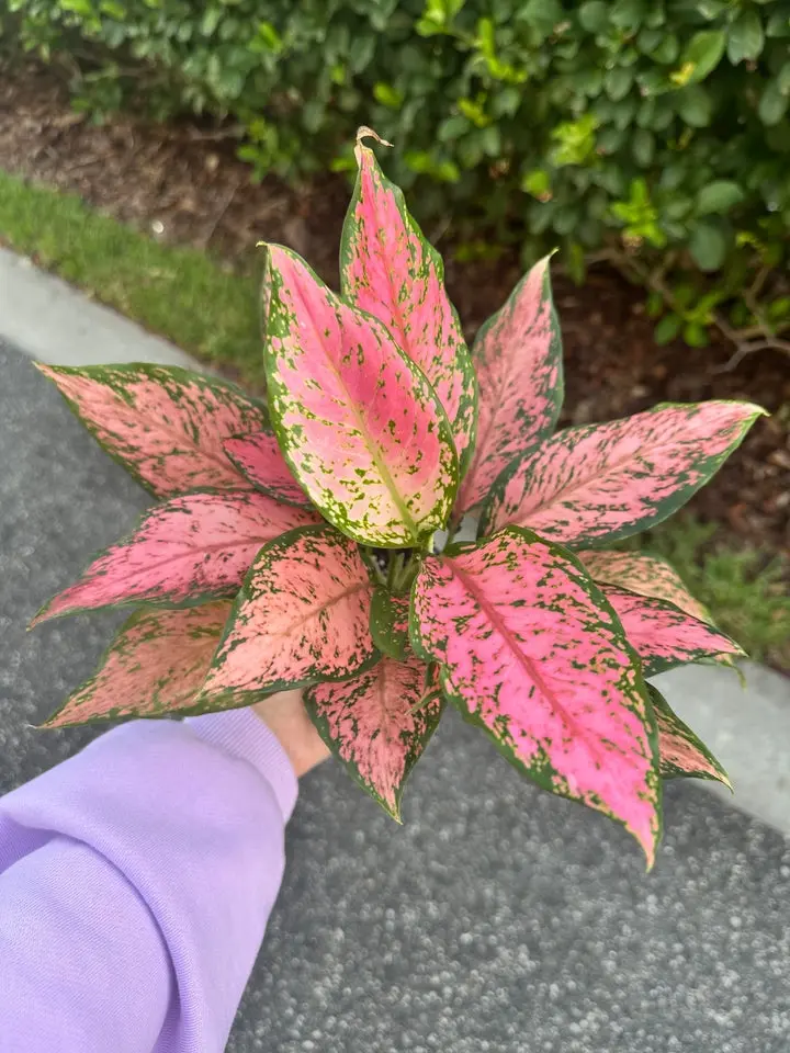 Aglaonema pink maroon galaxy - 4" pot