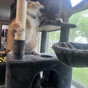 【New Size】 Cat Climbing Shelf, Post Cascading Cat Climbing Shelf, Indoor Playhouse, Cozy Nest, Durable, Space-Saving Design, Gift for Pet Owners Summervibes