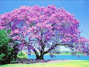 450 Royal Paulownia Empress Tree Seeds Paulownia Elongata Fastgrowing Forest Tree