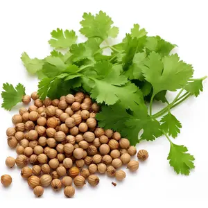 1000 Cilantro Seeds for Planting – Heirloom, Non-GMO, USA-Grown Herb Seeds (Coriandrum Sativum), Premium Protective Packaging — Also Labeled as Coriander & Chinese Parsley