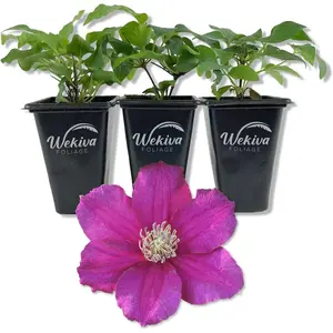 Clematis Cardinal Wyzynski - Live Starter Plants in 2 Inch Growers Pots - Starter Plants Ready for The Garden - Rare Clematis for Collectors