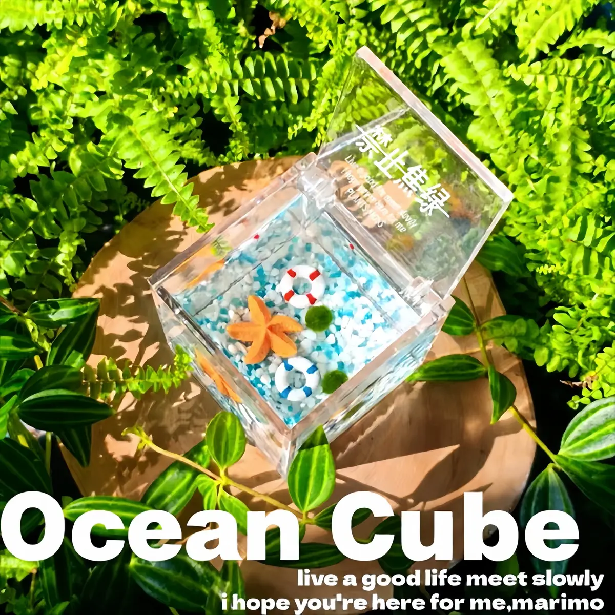 Cute Cube Terrarium with Marino Moss Ball: Complete Mini Garden Kit, Low Maintenance Closed Ecosystem, Self-Contained Habitat for Mindfulness & Desk Decor, Soothing Micro Landscape(Includes LIVELY Moss Ball Pet)