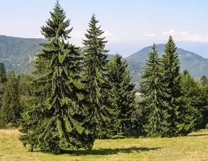 Norway Spruce Tree Seeds - 50 Seeds - Beautiful Evergreen Tree Seeds - Picea Abies