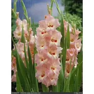 Desico Gladiolus Bulbs ,Summer flowering,   (10 Bulbs)