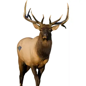 2D Bull Elk Frontal Target