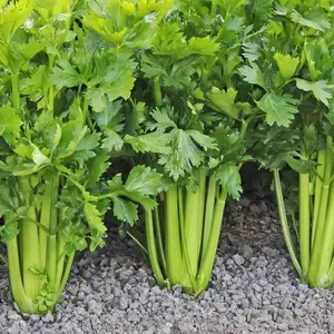TomorrowSeeds - Tall Utah Celery Seeds -  Apium graveolens Non GMO Leaf Herbs Root Celeriac USA Garden Vegetable Seed For 2024 Season