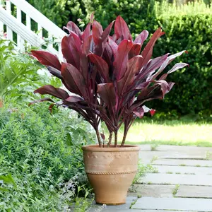 LIVE PLANT 1-2ft Cordyline fruticosa Auntie Lou - Ti Plant - Dracaena terminalis - Cordyline terminalis