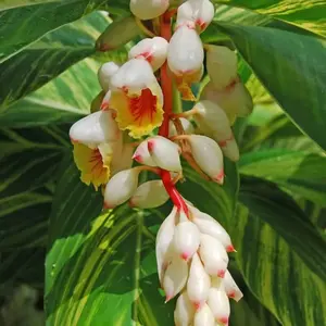 Variegated Shell Ginger plant - Alpinia zerumbet Variegata - SMALL Rooted Starter Plant