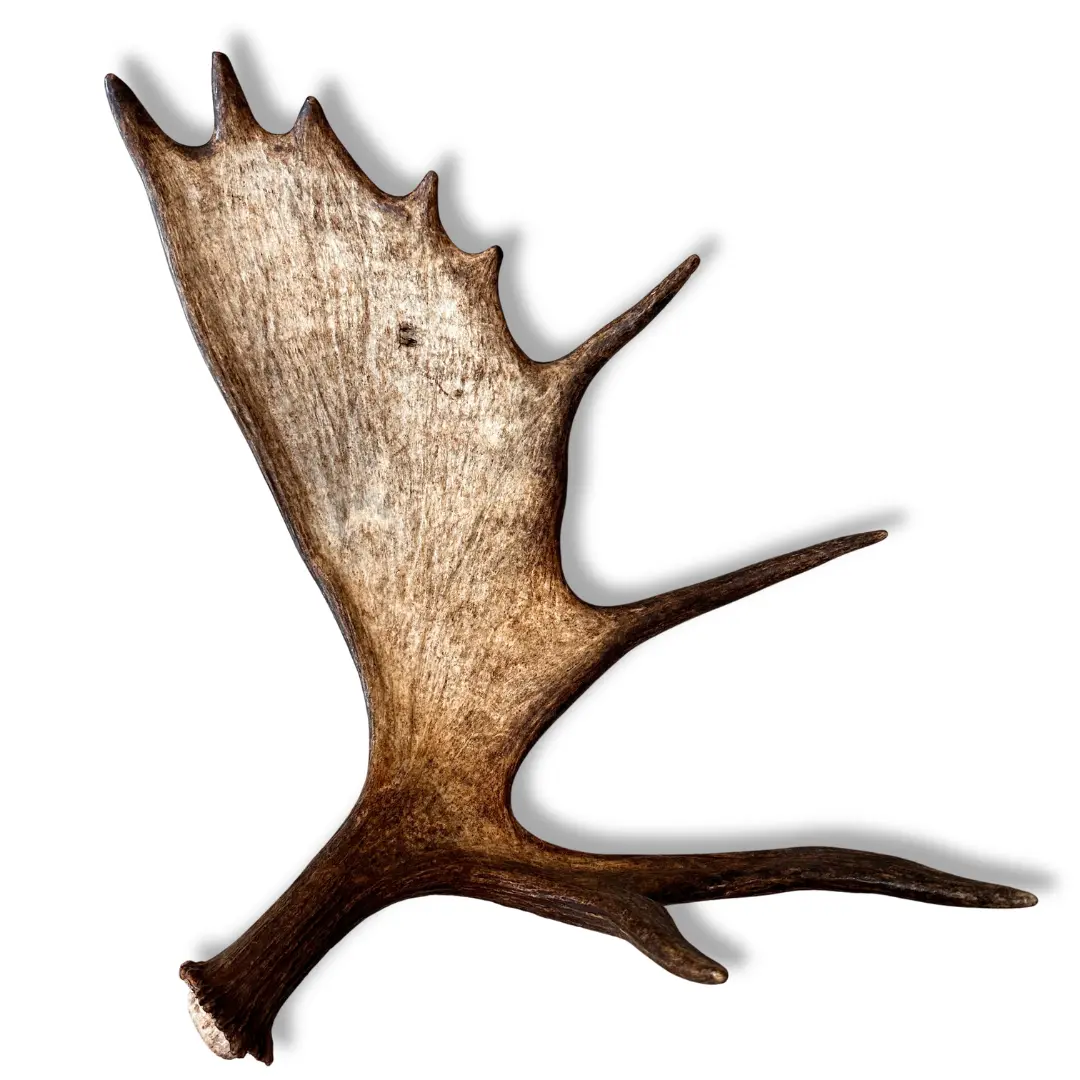 XXL Whole Moose Antler