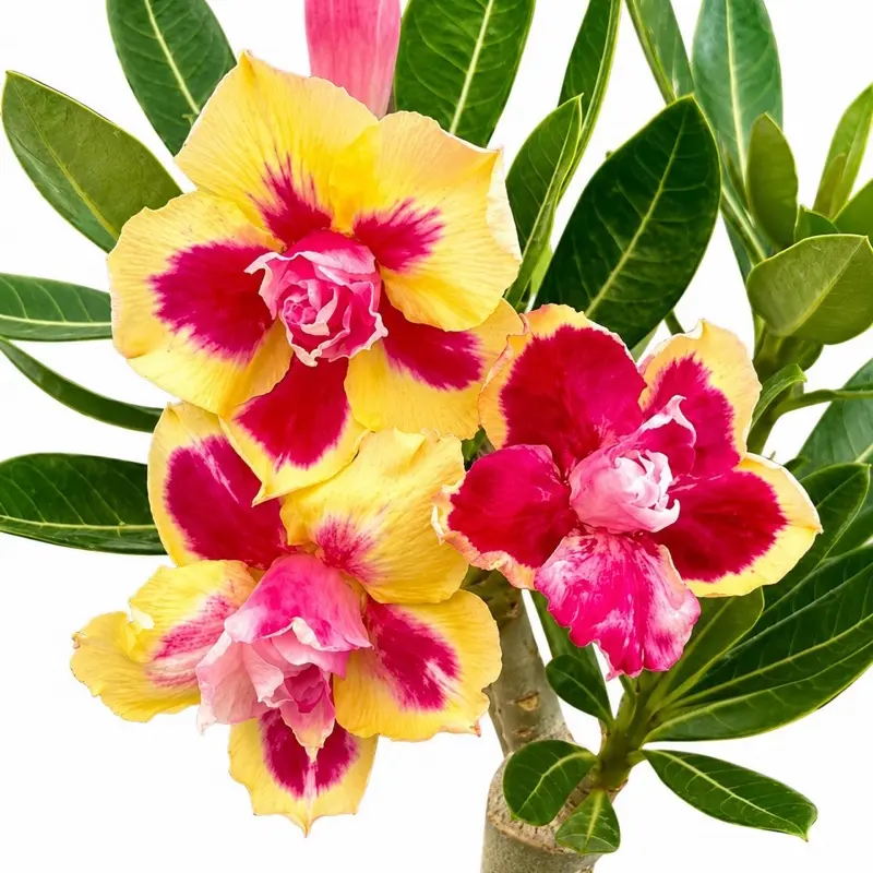 Desert Rose Chrysanthemum Terrace