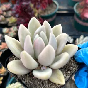 Echeveria ‘Ruby Donna’ variegated (around 3.5'')- Bare Root Succulents - Terra Tales