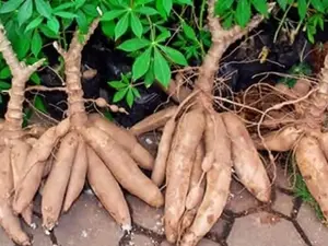 Cassava / Yuca "red" - Manihot esculenta-5 cuttings