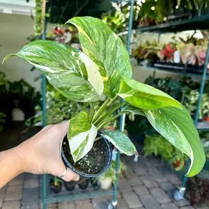 Monstera lechleriana variegated - 6” pot
