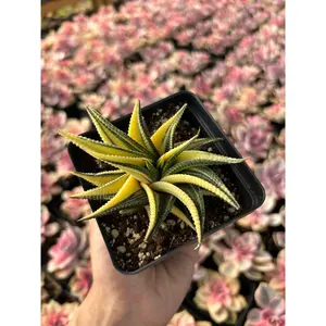 Haworthia limifolia variegata - April Farm/Rare Succulents
