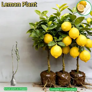 Strong Bare Root Lemon Tree Starter – Dwarf Everbearing Citrus Live Plant, Fast-Growing for Indoor Kitchen Windowsill or Outdoor Backyard, Great for Organic Home Gardeners