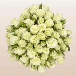 Snow Flake White Cream Spray Roses 12 Bunches 10 Stems 40cm 3-4 Blooms Fresh Imported from Ecuador Per Stem Ideal for DIY Wedding Planners and Home Florists