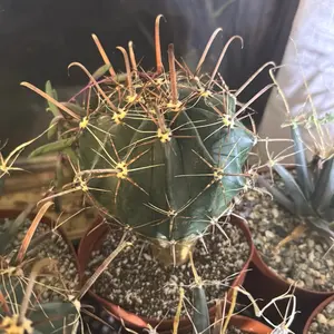 6 inch Cactus Ferocactus Plant