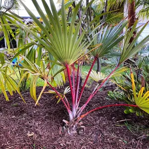 Red Latin Palm (Latania Lontaroides) Rare Endangered Palm!  FREE SHIPPING!
