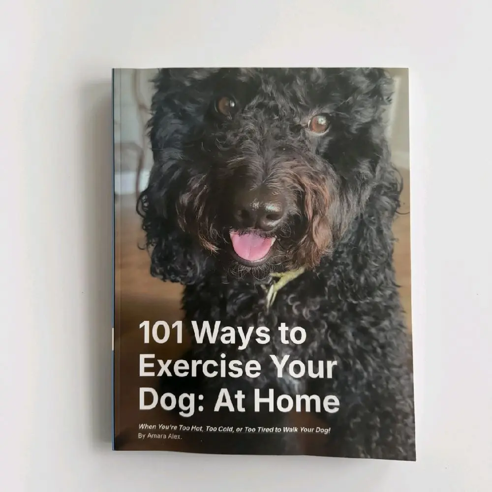 101 Ways To Exercise Your Dog At Home