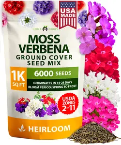 Moss Verbena Ground Cover Seeds – 6000 Heirloom Flower Seeds for Full Sun, Fast Growing, Drought Tolerant, Colorful Annual Blooms – Covers 1000 Sq Ft