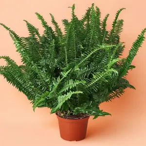 Jester's Crown Fern - Indoor Live Plant, Popular & Low-Light Loving Sword Fern, Pet Friendly, Beginner Friendly, Bright Light