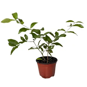 Barbados Cherry Tree - Organic Container Gardening - Easy to Grow Fruit Tree - Zones 9-11 - High Vitamin C - Summer Fruit - Compact Size - Self-Pollinating - Nutrient Rich Fruit - Ornamental Appeal - Drought-Tolerant - Fast Growth - Ideal for Small Garden
