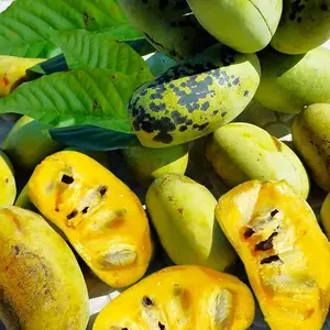 Paw Paw Tree Seeds - 5+ Count - For 2025 Planting Asimina Triloba North American Custard Apple Banana Papaw Banango Mango USA Native Fruit Trees Perennial Grow Your Own Home Farm Patio