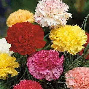 Mixed Carnation Seed Planting - 1000 clove Carnation seeds - Non-GMO Heirloom seeds - Open pollinated seeds