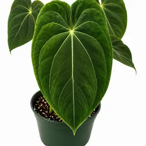 Anthurium Green Phoenix Tissue Culture Plant – Grower’s Choice