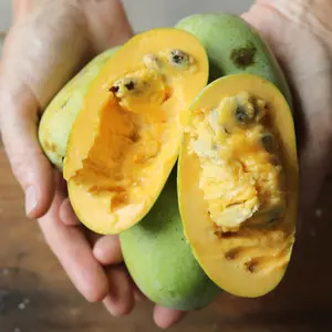 Pawpaw Tree Seeds | Custard Apple | (Asimina triloba)