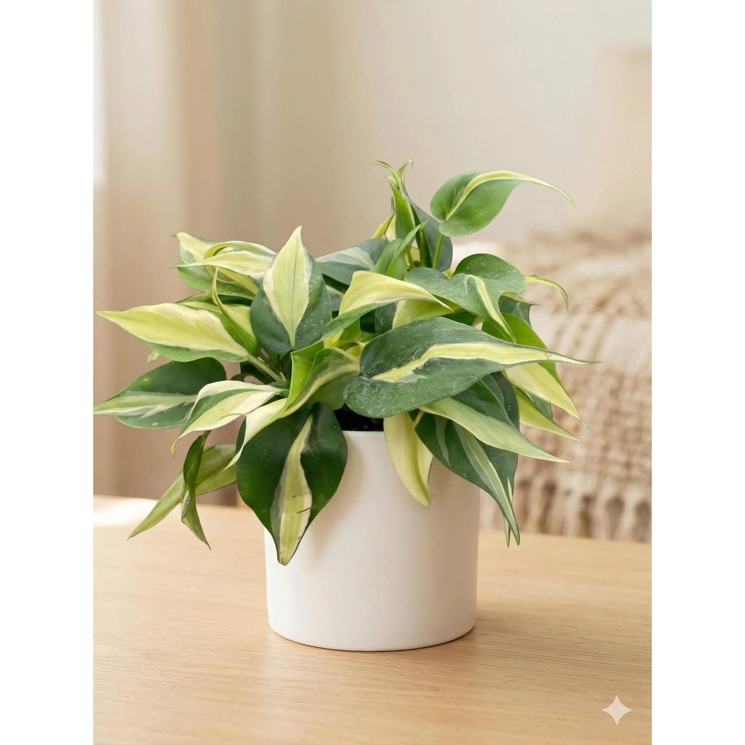 Philodendron 'Silver Stripe'