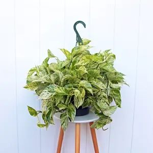 A living 8-inch hanging basket  Variegated plants, marble queen pothos, hanging trailing plants, Christmas presents, housewarming presents, and live decorations