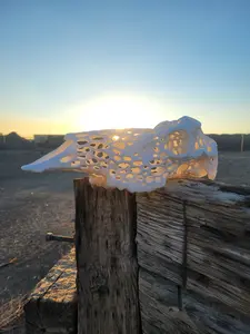 Webbed Elk Skull Mount Kit for Antler Display - Durable and Easy to Install