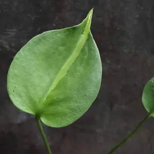 Monstera Deliciosa - 10 seeds, high germination