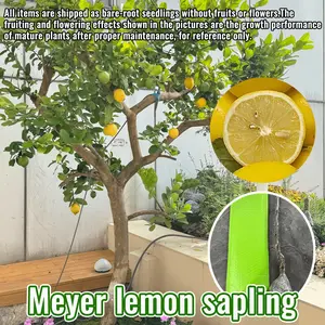 Meyer Lemon Tree Living plant, citrus fruit tree, suitable for indoor, outdoor, yard and garden planting, can be potted or ground-grown lemon seedlings
