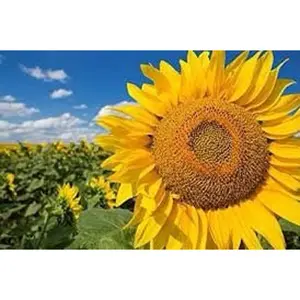 Mammoth Grey Striped Sunflower Seeds